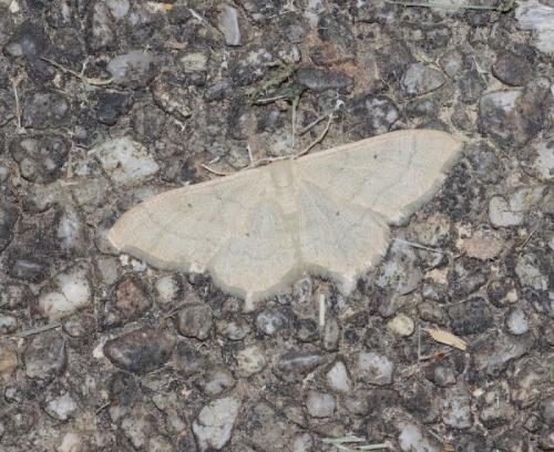 Idaea straminata